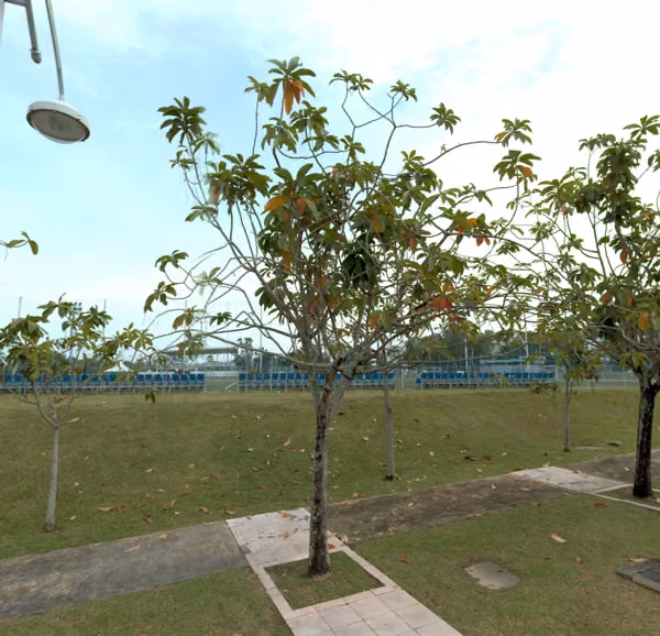 tree photo