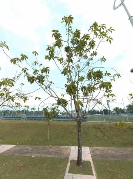 tree photo