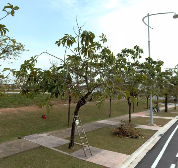 tree photo