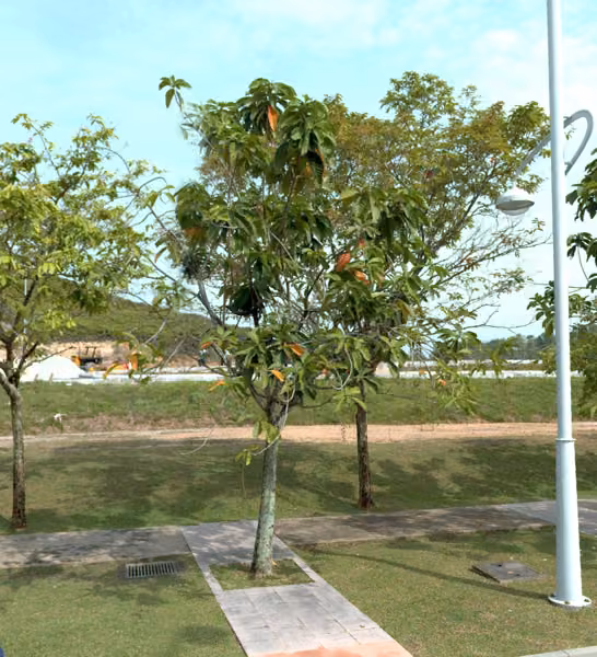 tree photo
