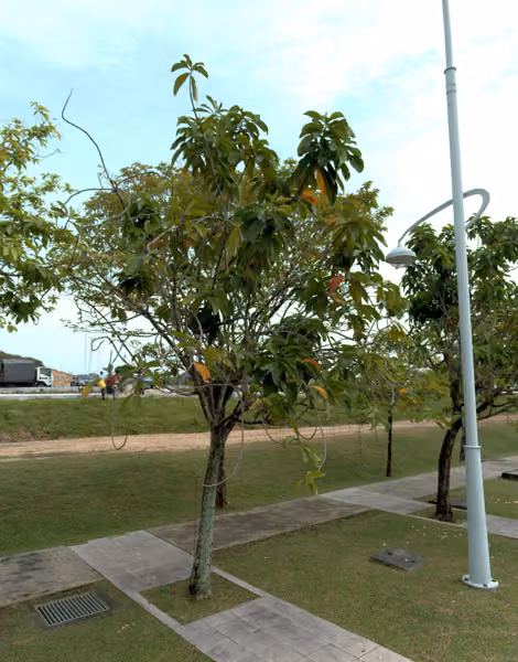 tree photo