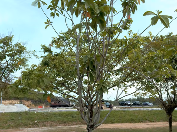 tree photo