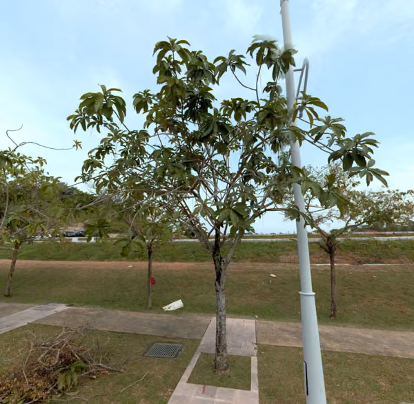 tree photo