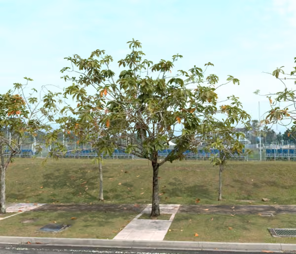 tree photo
