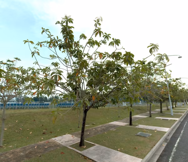 tree photo