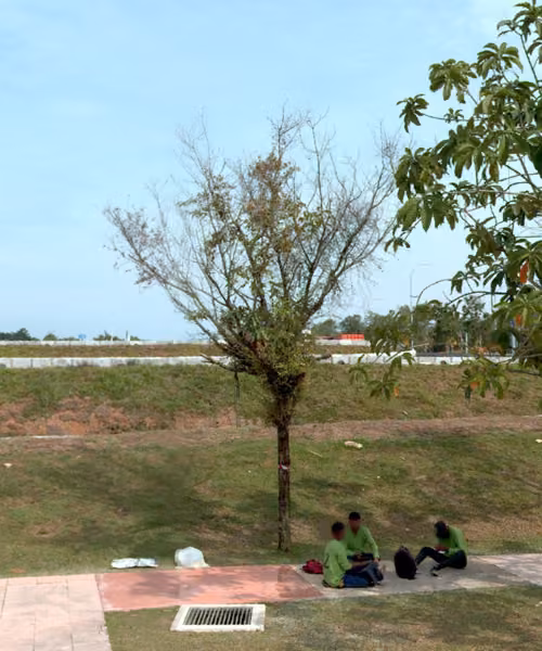 tree photo