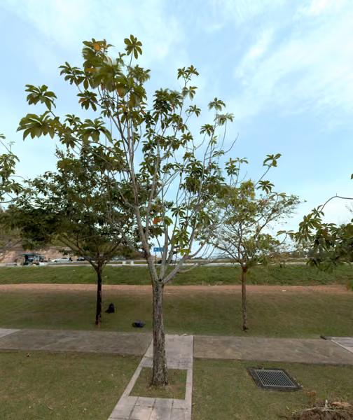 tree photo