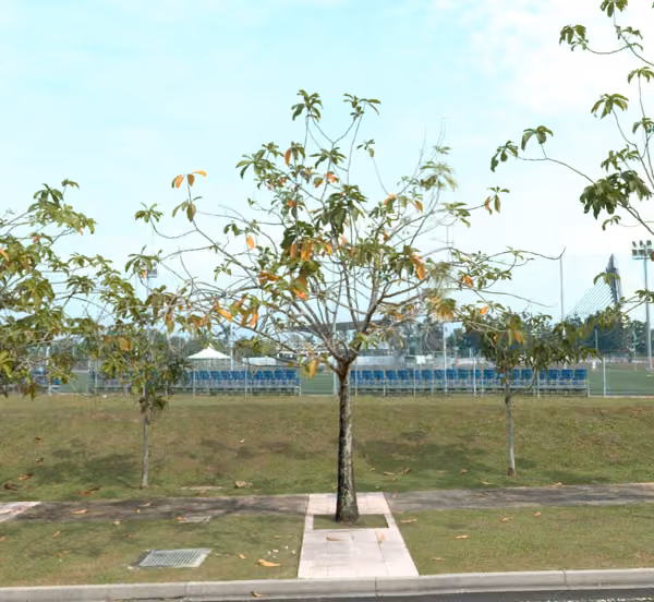 tree photo