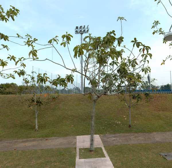 tree photo