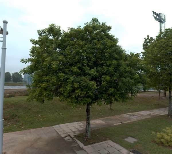 tree photo
