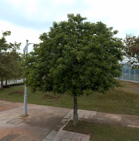 tree photo