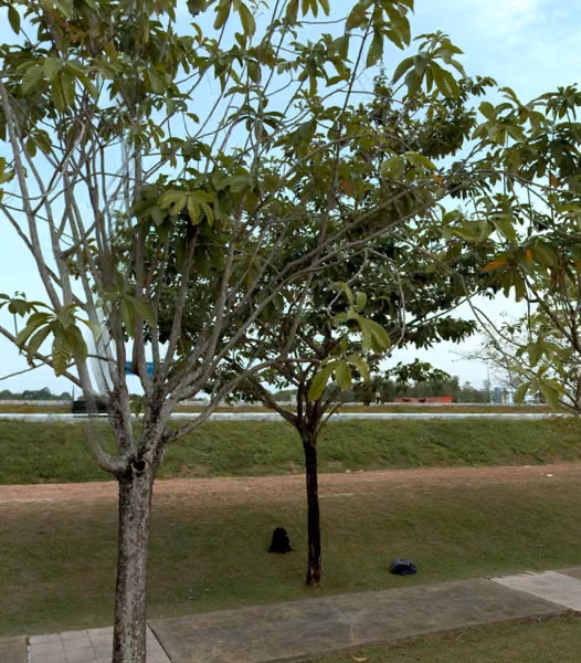 tree photo