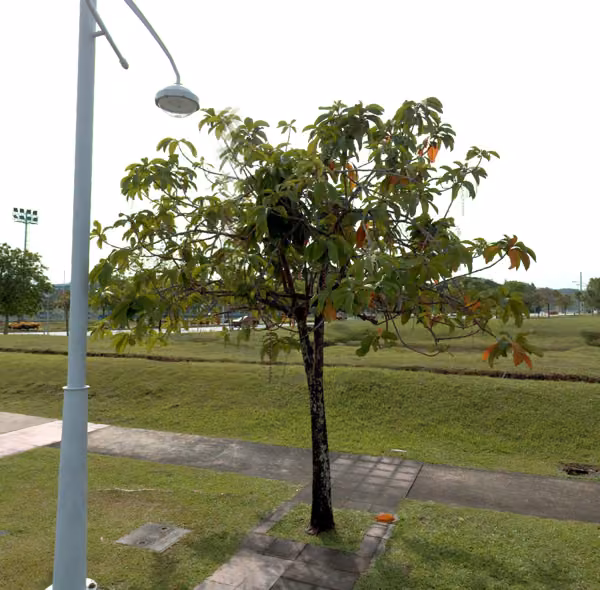 tree photo
