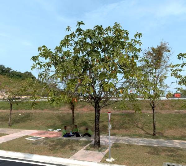 tree photo