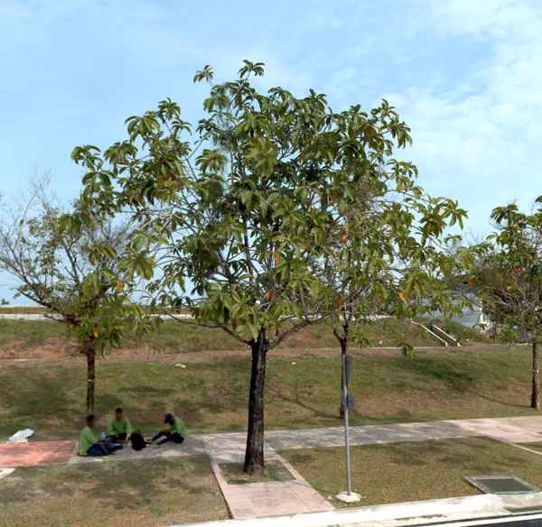 tree photo