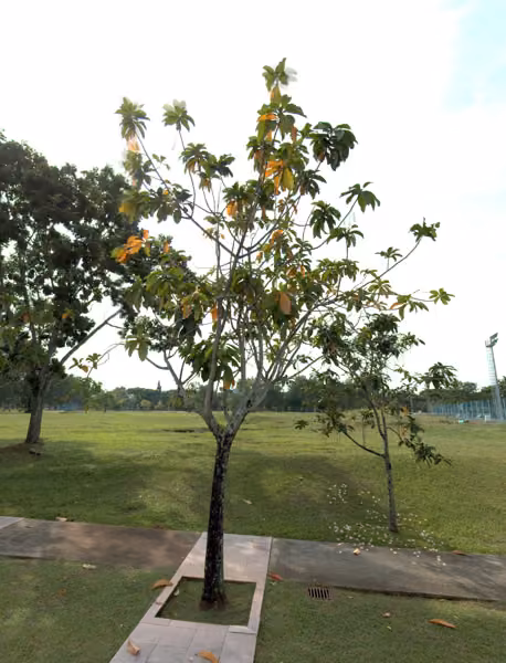 tree photo