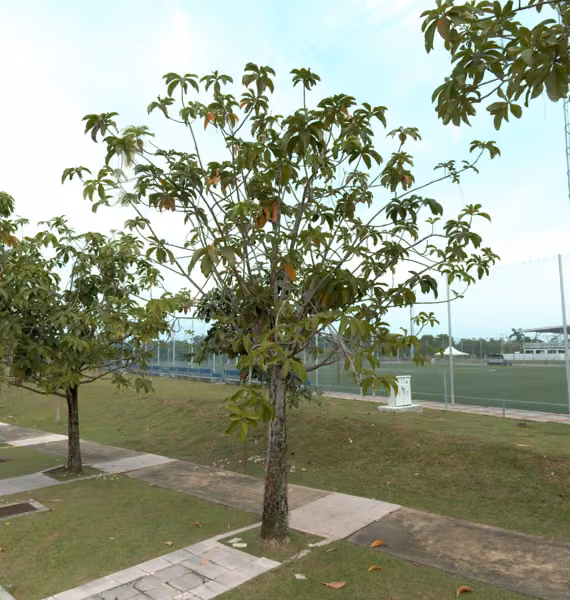 tree photo