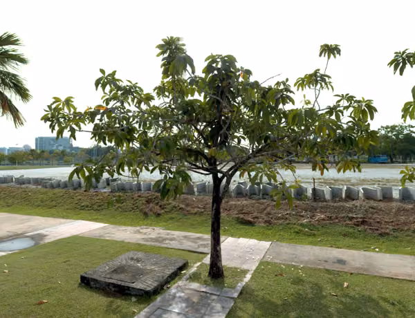 tree photo