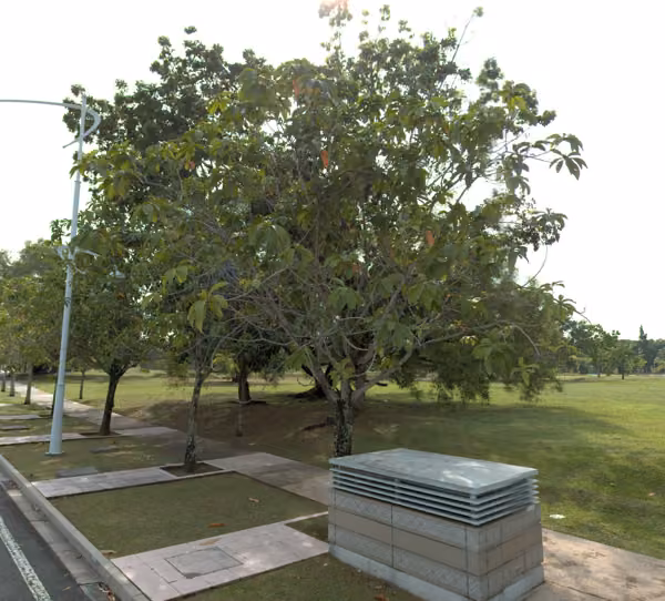 tree photo