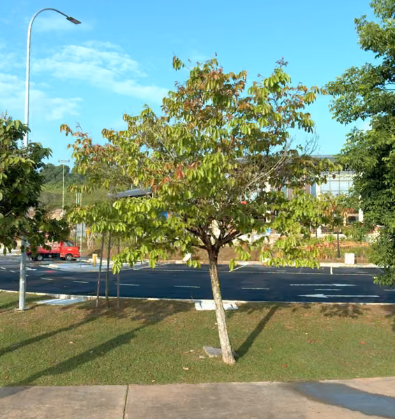 tree photo
