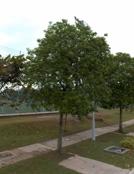 tree photo