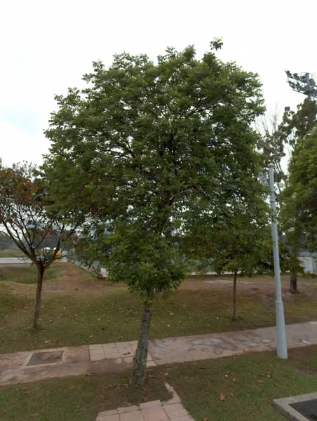 tree photo