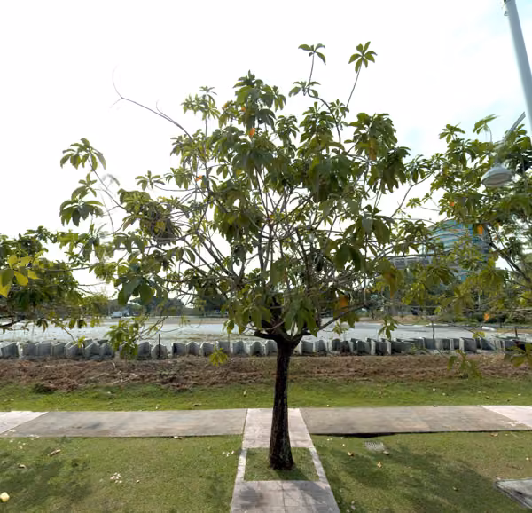 tree photo