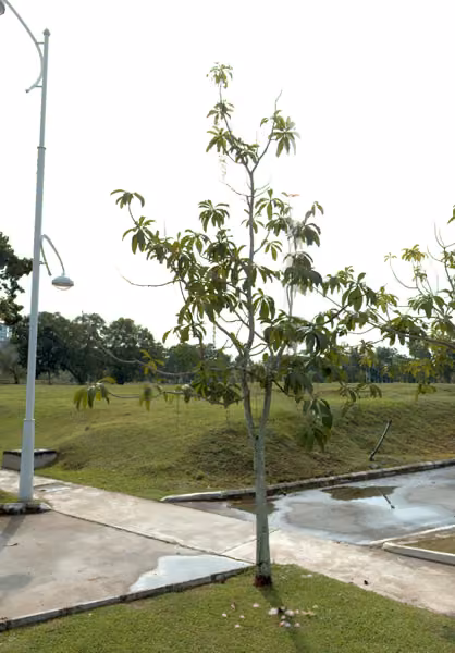 tree photo