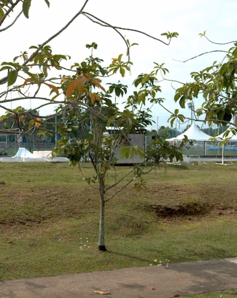 tree photo