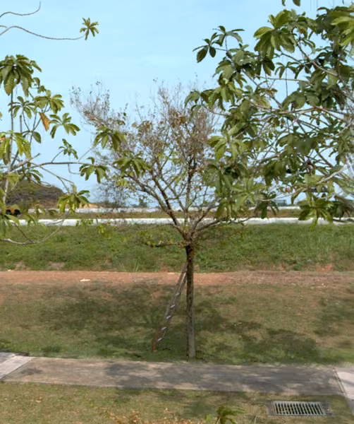 tree photo