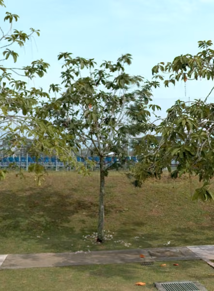 tree photo