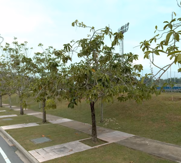tree photo