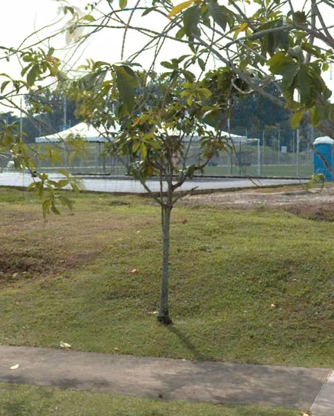tree photo