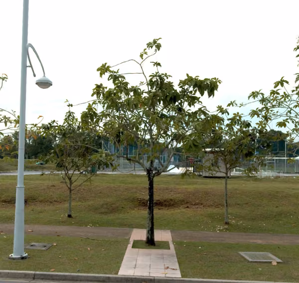tree photo