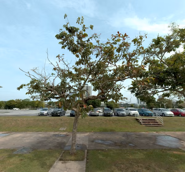 tree photo