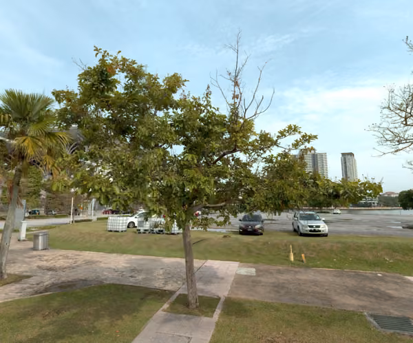 tree photo