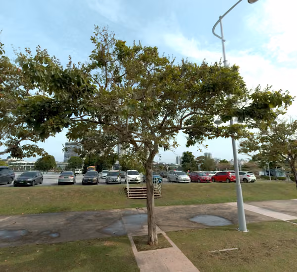 tree photo