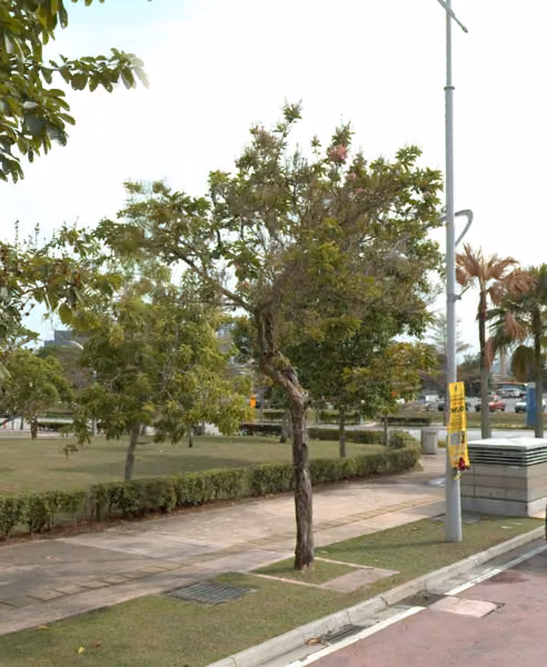 tree photo