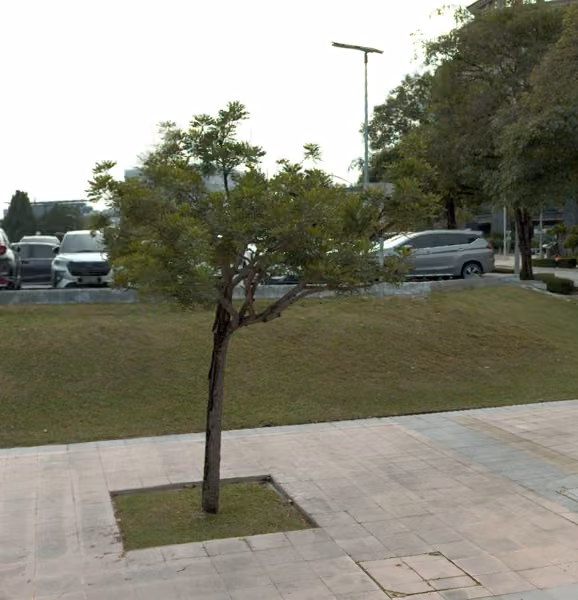 tree photo