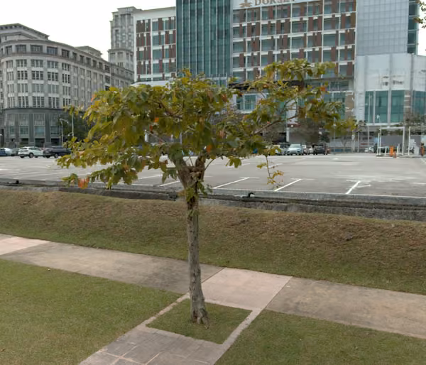 tree photo