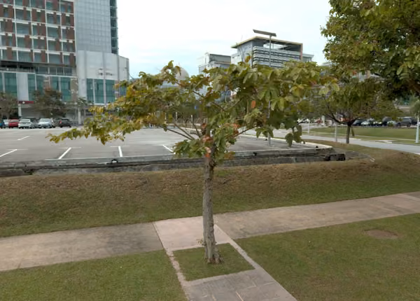 tree photo