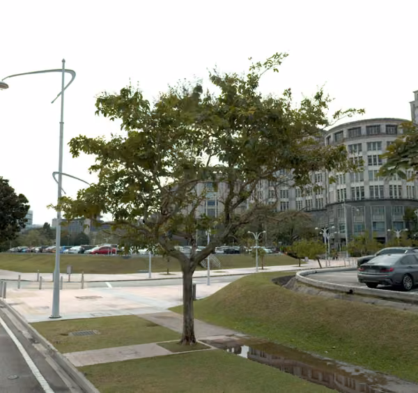 tree photo
