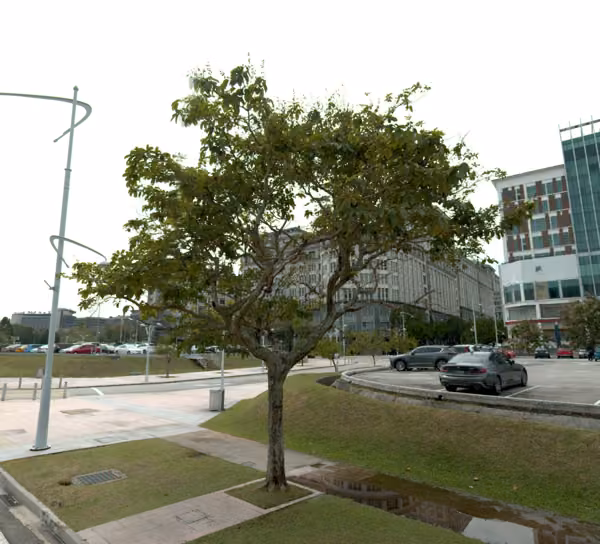 tree photo