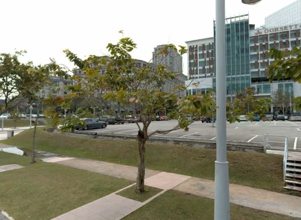 tree photo
