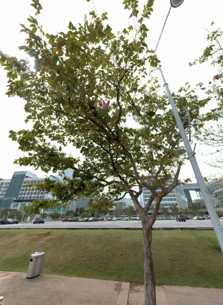 tree photo
