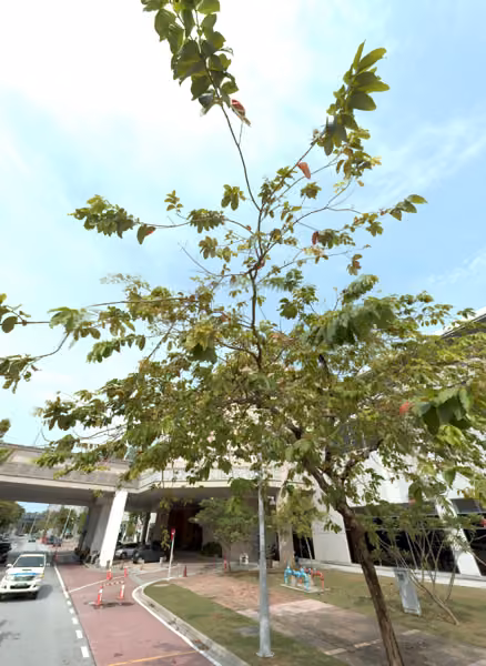 tree photo