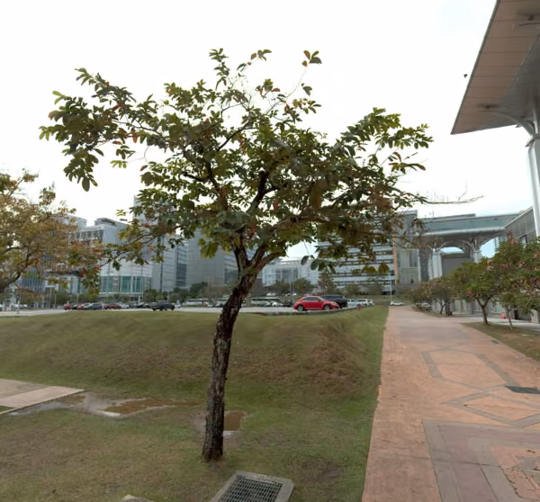 tree photo
