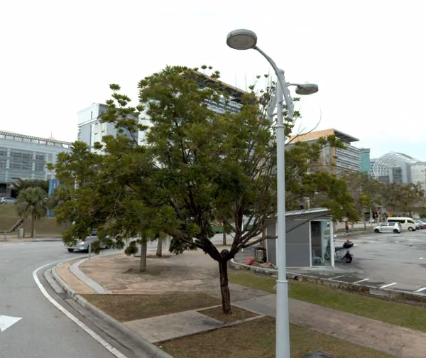 tree photo