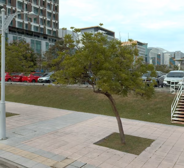 tree photo