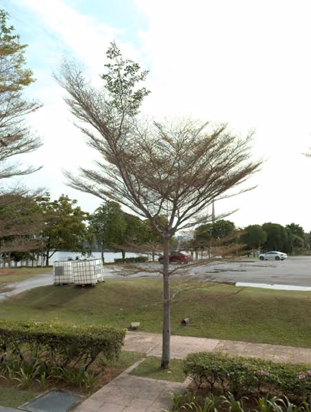 tree photo